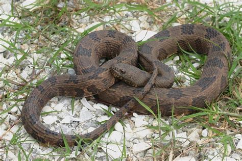 5 Fascinating Facts About Brown Water Snakes 5 Fascinating Facts About Brown Water Snakes