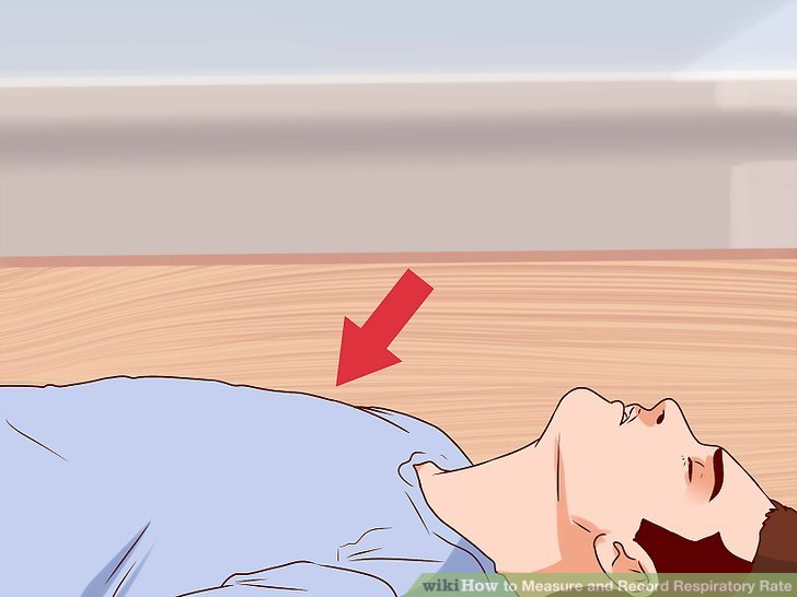 How To Accurately Measure Your Pet S Respiratory Rate How To Accurately Measure Your Pet S Respiratory Rate