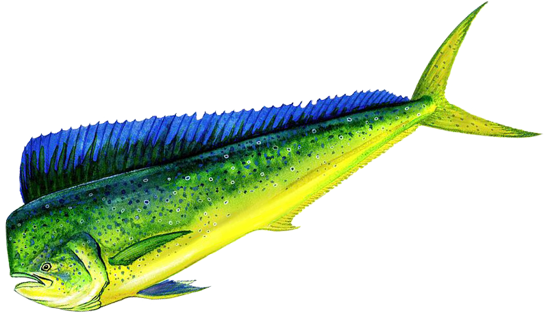 Mahi vs Dolphin: Unraveling the Misconception About These Marine Creatures