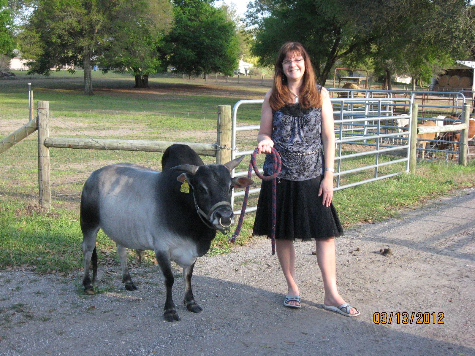 7 Reasons Miniature Zebu Cows Are Perfect for Small Farms